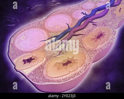 Mikroskopischer Querschnitt eines weiblichen Ovars Stockfoto