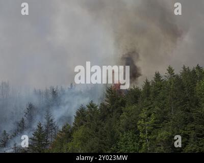 Ein Waldbrand an einem Berghang in Norwegen Stockfoto