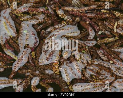 Männliche Catkins der Schwarzen Erle in einem Bach Stockfoto