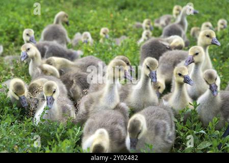 Eine junge Gänse-Stand in Grasgrün Stockfoto