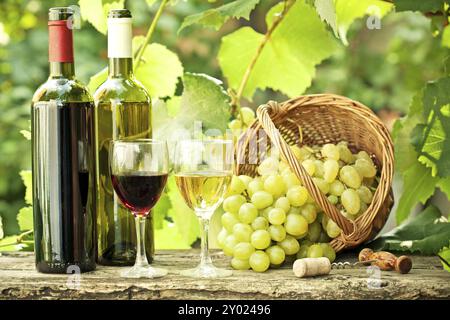 Rotweinflaschen und Weißweinflaschen, zwei Gläser und Trauben im Korb vor dem Weinberg im Frühjahr Stockfoto