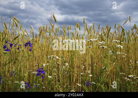 Ein gelber Weizen im Feld, Fragment Stockfoto