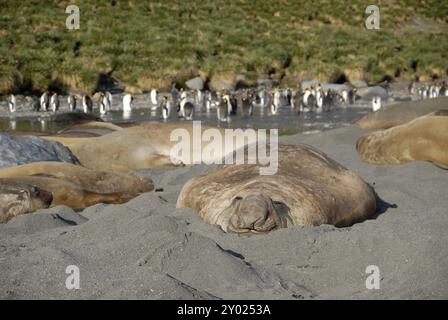 Ein müder männlicher Elefantenrobbe (Mirounga leonina), der sich am Strand, Gold Harbour, Südgeorgien, entspannt Stockfoto