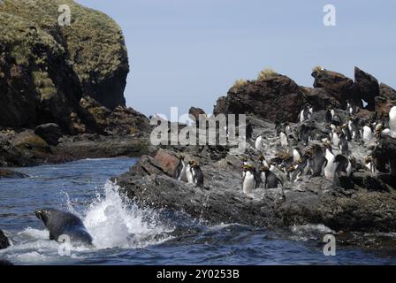 Makkaroni Pinguine (Eudyptes Chrysolophus) und eine Süd-Georgien Seebär im Wasser Cooper Bay, Süd-Georgien Stockfoto