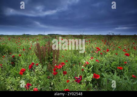 Viele rote Mohnblumen bei stürmischem Wetter Stockfoto