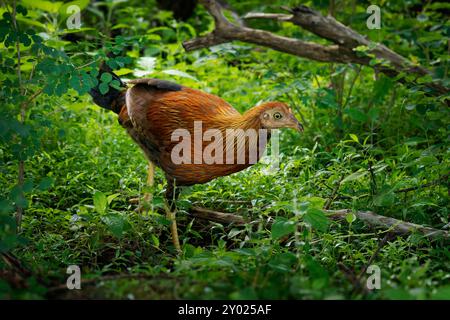 Sri Lanka Junglefowl Gallus lafayettii, endemischer Vogel in Wäldern und Buschgebieten; Nationalvogel Sri Lankas, Vorfahre von Haushühnern. Weiblich auf dem Stockfoto