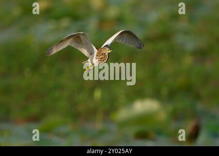 Indischer Teichreiher oder Paddelvogel - Ardeola gryii kleiner Reiher, der im südlichen Iran und im Osten bis Pakistan, Indien, Birma, Bangladesch und Sri Lanka brütet. F Stockfoto