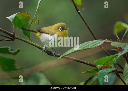 Sri Lanka White-eye Zosterops ceylonensis kleiner, in Sri Lanka endemischer Passerinvogel, ansässiger Züchter in Wäldern, Gärten und Plantagen, hauptsächlich in t Stockfoto