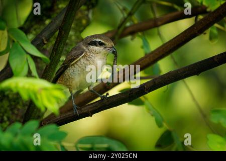 Braunshrike Lanius cristatus Vogel, der vor allem in Asien vorkommt und eng mit Rotgarnshrike (Collurio) und Isabellinshrike (Isabellinus) verwandt ist, charakteristisches bla Stockfoto