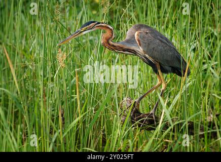 Purpurreiher - Ardea purpurea Watvögel aus der Familie der Reiher Ardeidae, Rassen in Afrika, Europa und Asien, jagt Fische, Nager, Frösche und Insekten, grau und Stockfoto