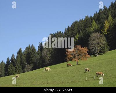 Farbenfroher Wald Und Weidende Kühe Stockfoto