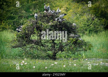 Asiatischer Steinbruchstorch - Anastomus oscitans großer fliegender Vogel in Ciconiiidae, indischem Subkontinent und Südostasien, gräulich oder weiß mit schwarzen Flügeln A Stockfoto