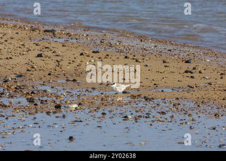 Little Tern juvenile (Sternula albifrons) Am Strand von Winterton-on-Sea Norfolk Stockfoto