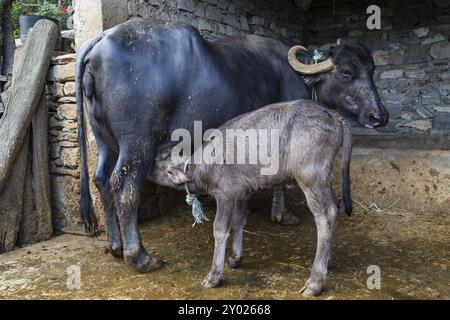 Junge Wasserbüffel saugen auf einer kleinen Farm in Nepal Stockfoto