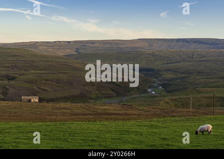 Cumbria Landschaft mit einer Hütte aus Stein und ein Schaf von der A686 zwischen Alston und Hartside Top, Cumbria, England, UK gesehen Stockfoto