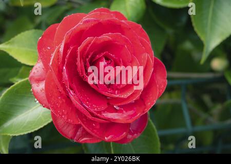 Rot kamelie Blume mit Regen fällt auf einen Baum. Winter Rose Stockfoto