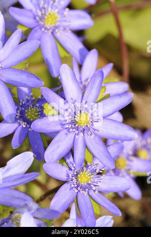 Leberkraut (Anemone hepatica), Deutschland, Leberkraut, Frühling, Wald, Deutschland, Europa Stockfoto