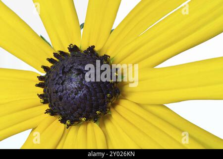 Gelber Coneflower (Rudbeckia), optional Stockfoto