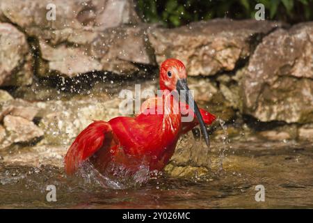 Scharlachibisen (Eudocimus ruber) Stockfoto