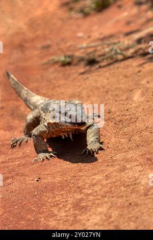 Legavaan Rock Monitor Eidechse, Varanus albigularis, Varanidae, Leguaan oder Likkewaan, erwärmen sich in der Sonnenhaut, im südlichen afrika Stockfoto