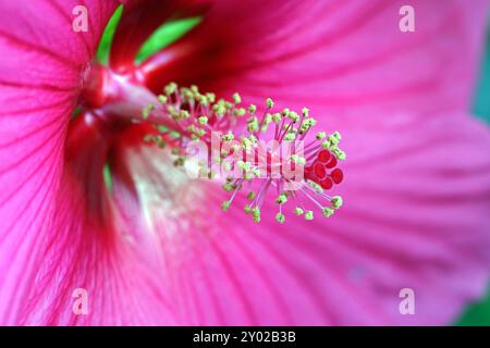 Beliebte Pflanzen in Gärten und Parkanlagen die auffällige leuchtende Blüte des Sumpfeibisch mit der Sortenbezeichnung Royal Gems, auch Roseneibisch genannt, gegen Ende August. *** Beliebte Pflanzen in Gärten und Parks die auffälligen, hellen Blüten der Royal Gems Sumpf Malve, auch bekannt als Rosenmalve, Ende August Stockfoto