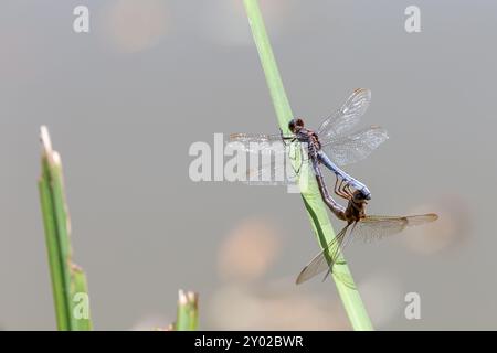 Kielende Skimmer Libellen, Orthetrum coerulescens, auf Gras stehend, Isère, Frankreich. Zwei Libellen, die sich auf einem Grashalm am Wasser paaren. Stockfoto