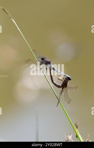 Kielende Skimmer Libellen, Orthetrum coerulescens, auf Gras stehend, Isère, Frankreich. Zwei Libellen, die sich auf einem Grashalm am Wasser paaren. Stockfoto