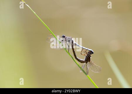 Kielende Skimmer Libellen, Orthetrum coerulescens, auf Gras stehend, Isère, Frankreich. Zwei Libellen, die sich auf einem Grashalm am Wasser paaren. Stockfoto