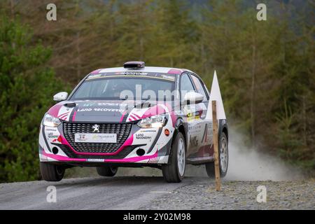 Aberystwyth, Dyfed, Großbritannien. 31. August 2024. 2024 FIA European Rally Championship Day 2; Fahrer Max McRae und Beifahrer Cameron Fair in ihrer Peugeot 208 Rally4 durch Nant Y Moch Stage 8. Credit: Action Plus Sports/Alamy Live News Stockfoto