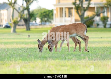 Zwei Weißwedelhirsche grasen im Gras bei Fort Hancock auf Sandy Hook im Sommer 2024. Stockfoto