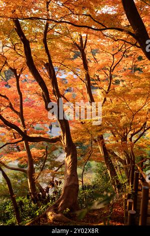 Warmes Sonnenlicht durchströmt die Äste der leuchtenden Herbstbäume und wirft ein goldenes Licht über die Landschaft. Die ineinander verflochtenen Trunk und sattes Orange Stockfoto