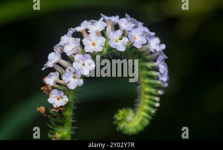 Nahaufnahme der wilden, winzigen Heliotropium indicum Blume. Stockfoto