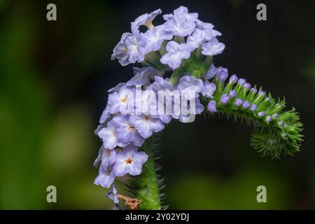 Nahaufnahme der wilden, winzigen Heliotropium indicum Blume. Stockfoto