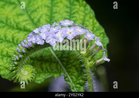 Nahaufnahme der wilden, winzigen Heliotropium indicum Blume. Stockfoto