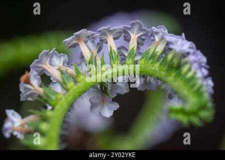 Nahaufnahme der wilden, winzigen Heliotropium indicum Blume. Stockfoto