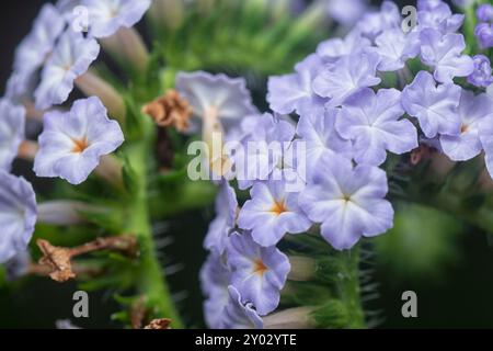 Nahaufnahme der wilden, winzigen Heliotropium indicum Blume. Stockfoto