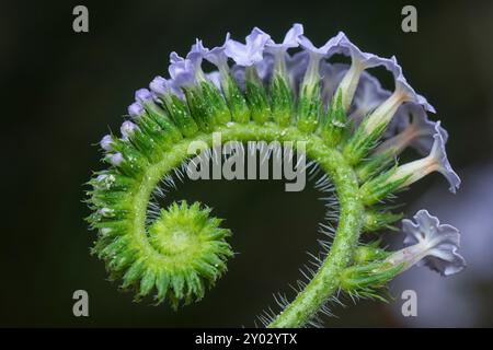 Nahaufnahme der wilden, winzigen Heliotropium indicum Blume. Stockfoto