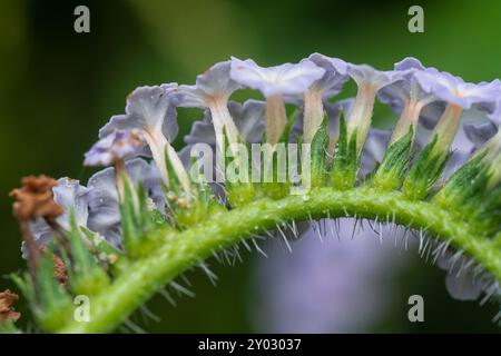 Nahaufnahme der wilden, winzigen Heliotropium indicum Blume. Stockfoto