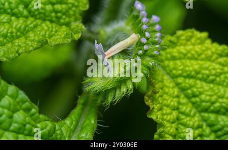 Nahaufnahme der wilden, winzigen Heliotropium indicum Blume. Stockfoto