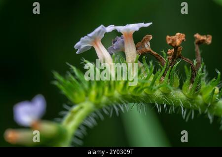 Nahaufnahme der wilden, winzigen Heliotropium indicum Blume. Stockfoto