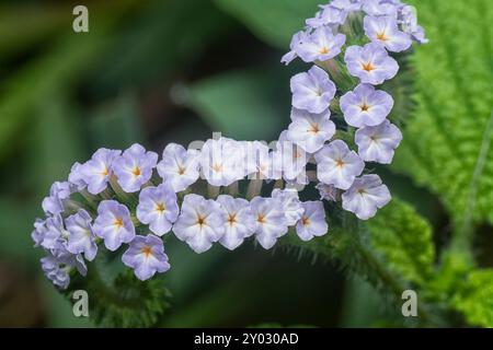 Nahaufnahme der wilden, winzigen Heliotropium indicum Blume. Stockfoto