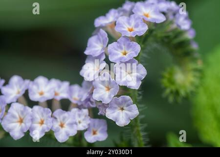 Nahaufnahme der wilden, winzigen Heliotropium indicum Blume. Stockfoto