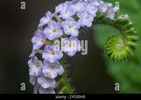 Nahaufnahme der wilden, winzigen Heliotropium indicum Blume. Stockfoto