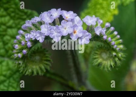 Nahaufnahme der wilden, winzigen Heliotropium indicum Blume. Stockfoto
