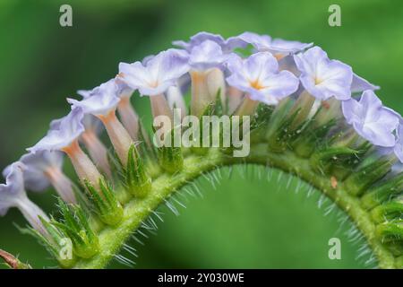 Nahaufnahme der wilden, winzigen Heliotropium indicum Blume. Stockfoto