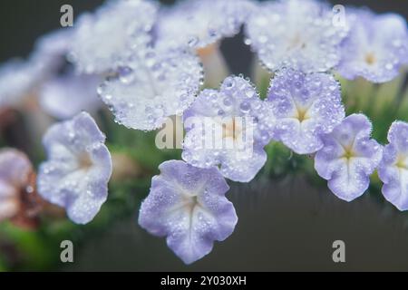 Nahaufnahme der wilden, winzigen Heliotropium indicum Blume. Stockfoto
