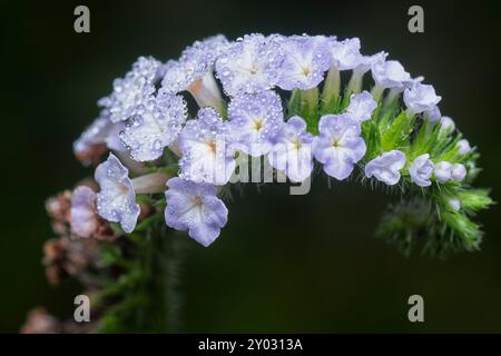 Nahaufnahme der wilden, winzigen Heliotropium indicum Blume. Stockfoto