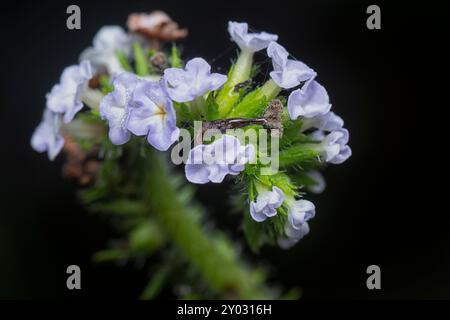 Nahaufnahme der wilden, winzigen Heliotropium indicum Blume. Stockfoto