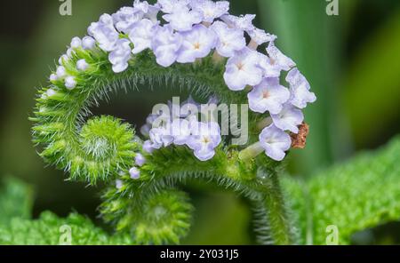 Nahaufnahme der wilden, winzigen Heliotropium indicum Blume. Stockfoto