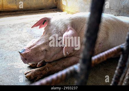 Großes erwachsenes Schwein entspannt sich in einem Schweinehaus in der Karibik. Stockfoto